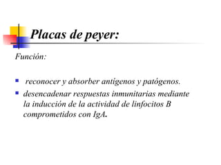 Placas de peyer: Función: reconocer y absorber   antígenos  y  patógenos . desencadenar   respuestas inmunitarias   mediante la inducción   de la actividad de linfocitos B comprometidos con IgA .   