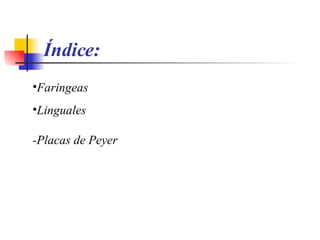 Índice: Faringeas Linguales -Placas de Peyer 