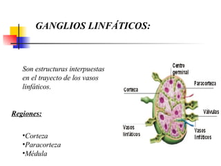 GANGLIOS LINFÁTICOS:  Son estructuras interpuestas en el trayecto de los vasos linfáticos. Regiones: Corteza Paracorteza Médula 