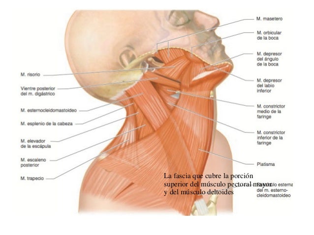 Resultado de imagen para Músculos del cuello que mueven la cabeza