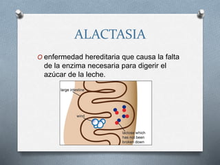 ALACTASIA
O enfermedad hereditaria que causa la falta
de la enzima necesaria para digerir el
azúcar de la leche.
 