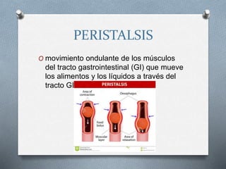 PERISTALSIS
O movimiento ondulante de los músculos
del tracto gastrointestinal (GI) que mueve
los alimentos y los líquidos a través del
tracto GI.
 