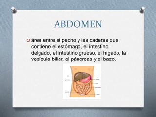 ABDOMEN
O área entre el pecho y las caderas que
contiene el estómago, el intestino
delgado, el intestino grueso, el hígado, la
vesícula biliar, el páncreas y el bazo.
 
