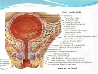 Anatomia Femenina