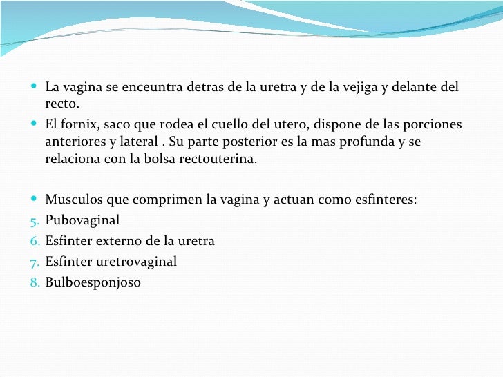 vestibulo anatomia femenina anatomia femenina vestibulo anatomia femenina anatomia femenina