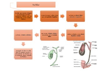 La bilis que excreta el hígado
es recolectada por finos
canalículos bilíferos que van
confluyendo en los canales
bilíferos
y otros de mayor calibre hasta
que cada porción hepática
se forma su ducto biliar
(derecho e izquierdo)
ambos se funden en un ducto
hepático común
que se une al ducto cístico –
procedente de la vesícula
biliar
se forma el ducto colédoco
encargado de llevar la bilis
hasta la segunda porción o
descendente del duodeno en
la carúncula mayor (ampolla
de Watter).
Vía Biliar
 
