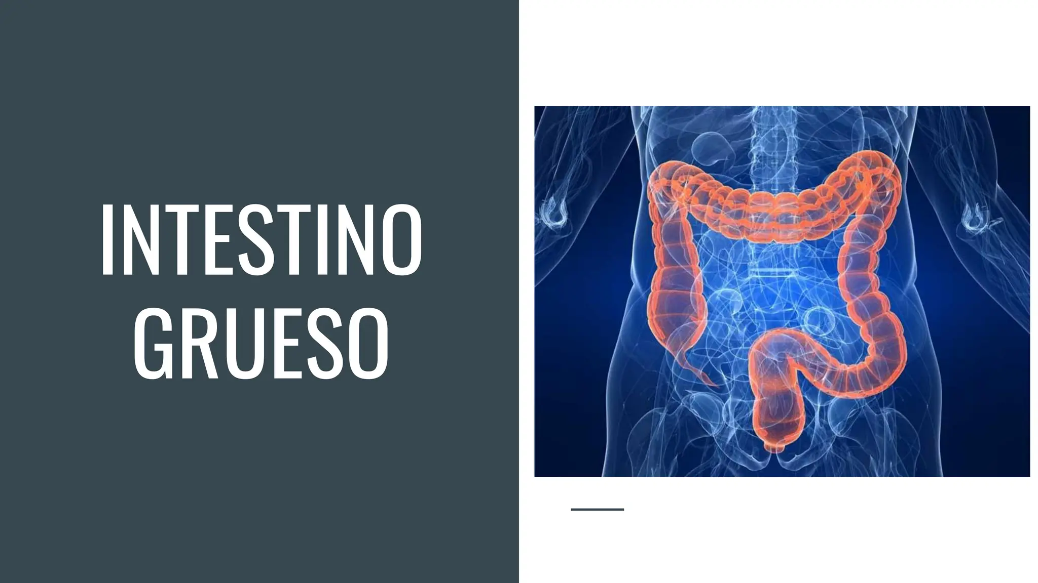 Anatomia Del Intestino Grueso De Sus Anexos PDF anatomia-del-intestino-grueso-de-sus-anexos-pdf