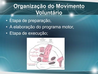 Organização do Movimento
Voluntário
• O corpo estriado e o núcleo denteado do
cerebelo são ativados antes do início do
mov...
