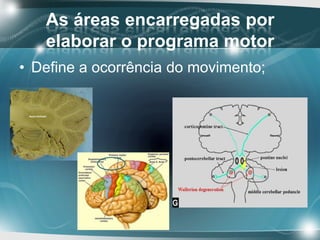 Correções no movimento
• O cerebelo é responsável por
comparar as características do
movimento executado com o
programa mo...