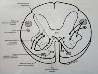 A cápsula interna é um contingente de fibras motoras e
sensoriais, que conectam o córtex e a medula passando entre
duas m...
