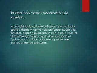 Se dirige hacia ventral y caudal como hoja
superficial.
A una distancia variable del estómago, se dobla
sobre sí mismo y, como hoja profunda, cubre a la
anterior, para ir a relacionarse con la cara visceral
del estómago sobre la que asciende hacia el
techo de la cavidad abdominal y región del
páncreas donde se inserta.
 