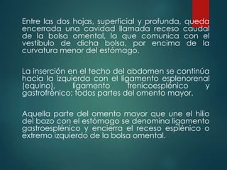 Entre las dos hojas, superficial y profunda, queda
encerrada una cavidad llamada receso caudal
de la bolsa omental, la que comunica con el
vestíbulo de dicha bolsa, por encima de la
curvatura menor del estómago.
La inserción en el techo del abdomen se continúa
hacia la izquierda con el ligamento esplenorenal
(equino), ligamento frenicoesplénico y
gastrofrénico; todos partes del omento mayor.
Aquella parte del omento mayor que une el hilio
del bazo con el estómago se denomina ligamento
gastroesplénico y encierra el receso esplénico o
extremo izquierdo de la bolsa omental.
 