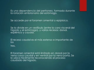 Es una dependencia del peritoneo, formada durante
la rotación embrionaria del estómago.
Se accede por el foramen omental o epiploico.
Se la divide en un vestíbulo (entre la cara visceral del
hígado y el estómago), y varios recesos: dorsal,
esplénico y caudal.
El receso caudal es el más extenso e importante de
los
tres.
El foramen omental está limitado en dorsal por la
vena cava caudal y en ventral por la vena porta. Se
lo ubica fácilmente reconociendo el proceso
caudado del hígado.
 