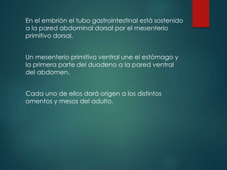 En el embrión el tubo gastrointestinal está sostenido
a la pared abdominal dorsal por el mesenterio
primitivo dorsal.
Un mesenterio primitivo ventral une el estómago y
la primera parte del duodeno a la pared ventral
del abdomen.
Cada uno de ellos dará origen a los distintos
omentos y mesos del adulto.
 