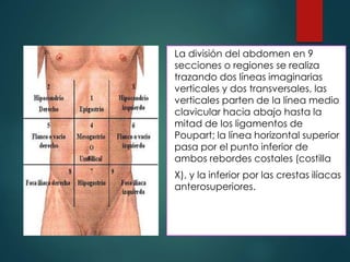 La división del abdomen en 9
secciones o regiones se realiza
trazando dos líneas imaginarias
verticales y dos transversales, las
verticales parten de la línea medio
clavicular hacia abajo hasta la
mitad de los ligamentos de
Poupart; la línea horizontal superior
pasa por el punto inferior de
ambos rebordes costales (costilla
X), y la inferior por las crestas ilíacas
anterosuperiores.
 