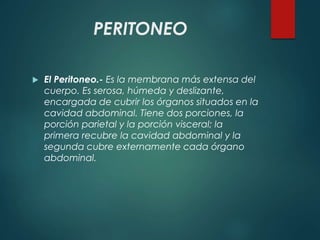 PERITONEO
 El Peritoneo.- Es la membrana más extensa del
cuerpo. Es serosa, húmeda y deslizante,
encargada de cubrir los órganos situados en la
cavidad abdominal. Tiene dos porciones, la
porción parietal y la porción visceral; la
primera recubre la cavidad abdominal y la
segunda cubre externamente cada órgano
abdominal.
 