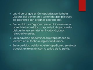  Las vísceras que están tapizadas por la hoja
visceral del peritoneo y sostenidas por pliegues
de peritoneo son órganos peritoneales.
 En cambio, los órganos que se ubican entre la
pared de la cavidad corporal y la hoja parietal
del peritoneo, son denominados órganos
retroperitoneales.
 En la cavidad abdominal el retroperitoneo se
localiza en el techo o región sub lumbar.
 En la cavidad pelviana, el retroperitoneo se ubica
caudal, en relación con la salida de la pelvis.
 