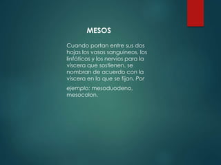 MESOS
Cuando portan entre sus dos
hojas los vasos sanguíneos, los
linfáticos y los nervios para la
víscera que sostienen. se
nombran de acuerdo con la
víscera en la que se fijan. Por
ejemplo: mesoduodeno,
mesocolon.
 