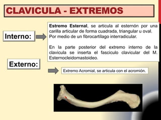 Interno:
Estremo Esternal, se articula al esternón por una
carilla articular de forma cuadrada, triangular u oval.
Por medio de un fibrocartílago interradicular.
En la parte posterior del extremo interno de la
clavicula se inserta el fasciculo clavicular del M.
Esternocleidomastoideo.
Externo:
Extremo Acromial, se articula con el acromión.
 