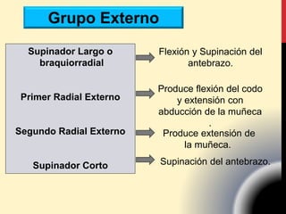 Grupo Externo
Supinador Largo o
braquiorradial
Primer Radial Externo
Segundo Radial Externo
Supinador Corto Supinación del antebrazo.
Flexión y Supinación del
antebrazo.
Produce flexión del codo
y extensión con
abducción de la muñeca
.
Produce extensión de
la muñeca.
 