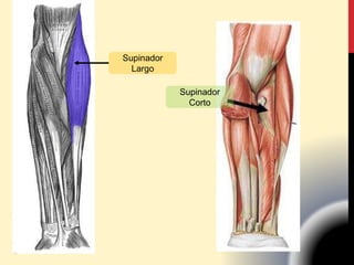 Supinador
Largo
Supinador
Corto
 