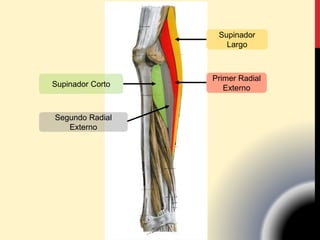 Supinador Corto
Segundo Radial
Externo
Primer Radial
Externo
Supinador
Largo
 