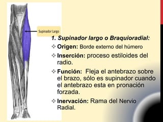 1. Supinador largo o Braquioradial:
Origen: Borde externo del húmero
Inserción: proceso estiloides del
radio.
Función: Fleja el antebrazo sobre
el brazo, sólo es supinador cuando
el antebrazo esta en pronación
forzada.
Inervación: Rama del Nervio
Radial.
 