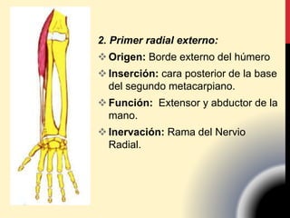 2. Primer radial externo:
Origen: Borde externo del húmero
Inserción: cara posterior de la base
del segundo metacarpiano.
Función: Extensor y abductor de la
mano.
Inervación: Rama del Nervio
Radial.
 