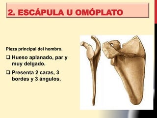 Pieza principal del hombro.
 Hueso aplanado, par y
muy delgado.
 Presenta 2 caras, 3
bordes y 3 ángulos,
2. ESCÁPULA U OMÓPLATO
 