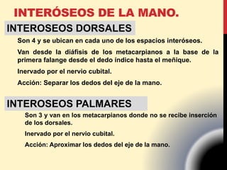 INTERÓSEOS DE LA MANO.
Son 4 y se ubican en cada uno de los espacios interóseos.
Van desde la diáfisis de los metacarpianos a la base de la
primera falange desde el dedo índice hasta el meñique.
Inervado por el nervio cubital.
Acción: Separar los dedos del eje de la mano.
INTEROSEOS DORSALES
Son 3 y van en los metacarpianos donde no se recibe inserción
de los dorsales.
Inervado por el nervio cubital.
Acción: Aproximar los dedos del eje de la mano.
INTEROSEOS PALMARES
 