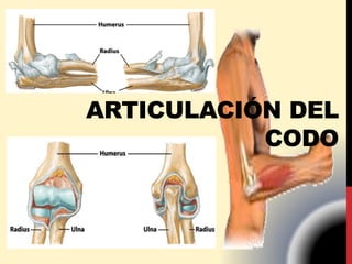 ARTICULACIÓN DEL
CODO
 