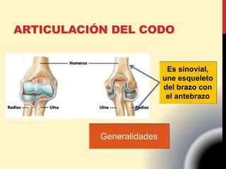 ARTICULACIÓN DEL CODO
Generalidades
Es sinovial,
une esqueleto
del brazo con
el antebrazo
 