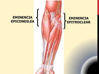 EMINENCIA
EPICONDILEA
EMINENCIA
EPITROCLEAR
 