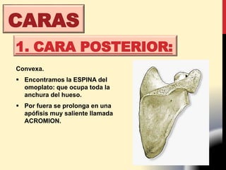 Convexa.
 Encontramos la ESPINA del
omoplato: que ocupa toda la
anchura del hueso.
 Por fuera se prolonga en una
apófisis muy saliente llamada
ACROMION.
1. CARA POSTERIOR:
CARAS
 