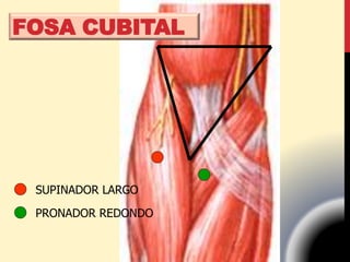 SUPINADOR LARGO
PRONADOR REDONDO
FOSA CUBITAL
 