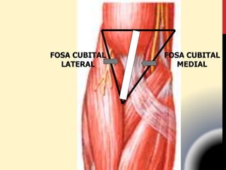 FOSA CUBITAL
LATERAL
FOSA CUBITAL
MEDIAL
 