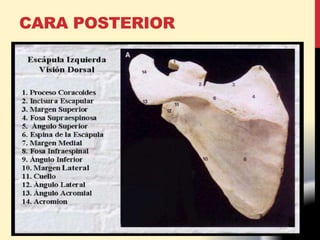 CARA POSTERIOR
 