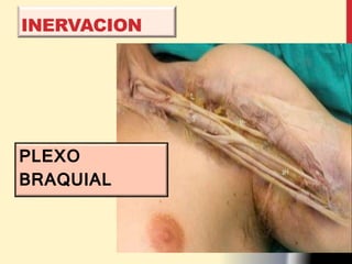 INERVACION
PLEXO
BRAQUIAL
 