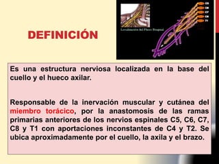 Es una estructura nerviosa localizada en la base del
cuello y el hueco axilar.
Responsable de la inervación muscular y cutánea del
miembro torácico, por la anastomosis de las ramas
primarias anteriores de los nervios espinales C5, C6, C7,
C8 y T1 con aportaciones inconstantes de C4 y T2. Se
ubica aproximadamente por el cuello, la axila y el brazo.
DEFINICIÓN
 