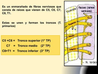 Es un enmarañado de fibras nerviosas que
consta de raices que vienen de C5, C6, C7,
C8, T1.
Estas se unen y forman los troncos (T.
primarios)
C5 +C6 = Tronco superior (1° TP)
C7 = Tronco medio (2° TP)
C8+T1 = Tronco inferior (3° TP)
 