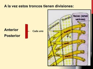 A la vez estos troncos tienen divisiones:
Anterior
Posterior
Cada uno
 