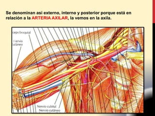 Se denominan asi externo, interno y posterior porque está en
relación a la ARTERIA AXILAR, la vemos en la axila.
 