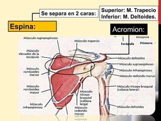 Espina:
Se separa en 2 caras:
Superior: M. Trapecio
Inferior: M. Deltoides.
Acromion:
 