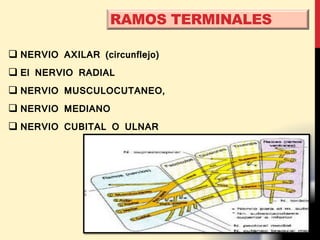  NERVIO AXILAR (circunflejo)
 El NERVIO RADIAL
 NERVIO MUSCULOCUTANEO,
 NERVIO MEDIANO
 NERVIO CUBITAL O ULNAR
RAMOS TERMINALES
 