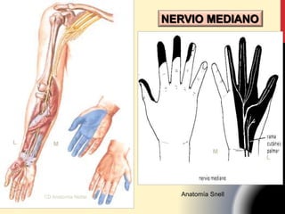 Anatomía SnellCD Anatomía Netter
L M
M
L
NERVIO MEDIANO
 
