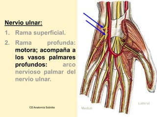 Nervio ulnar:
1. Rama superficial.
2. Rama profunda:
motora; acompaña a
los vasos palmares
profundos: arco
nervioso palmar del
nervio ulnar.
Lateral
MedialCD Anatomía Sobotta
 
