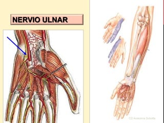 CD Anatomía Sobotta
NERVIO ULNAR
 