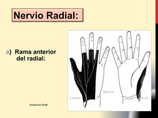 a) Rama anterior
del radial:
Lateral
Medial
Lateral
Anatomía Snell
Nervio Radial:
 