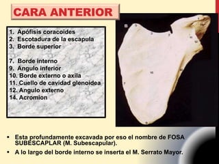 CARA ANTERIOR
1. Apófisis coracoides
2. Escotadura de la escapula
3. Borde superior
7. Borde interno
9. Angulo inferior
10. Borde externo o axila
11. Cuello de cavidad glenoidea
12. Angulo externo
14. Acromion
 Esta profundamente excavada por eso el nombre de FOSA
SUBESCAPLAR (M. Subescapular).
 A lo largo del borde interno se inserta el M. Serrato Mayor.
 