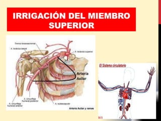 IRRIGACIÓN DEL MIEMBRO
SUPERIOR
 